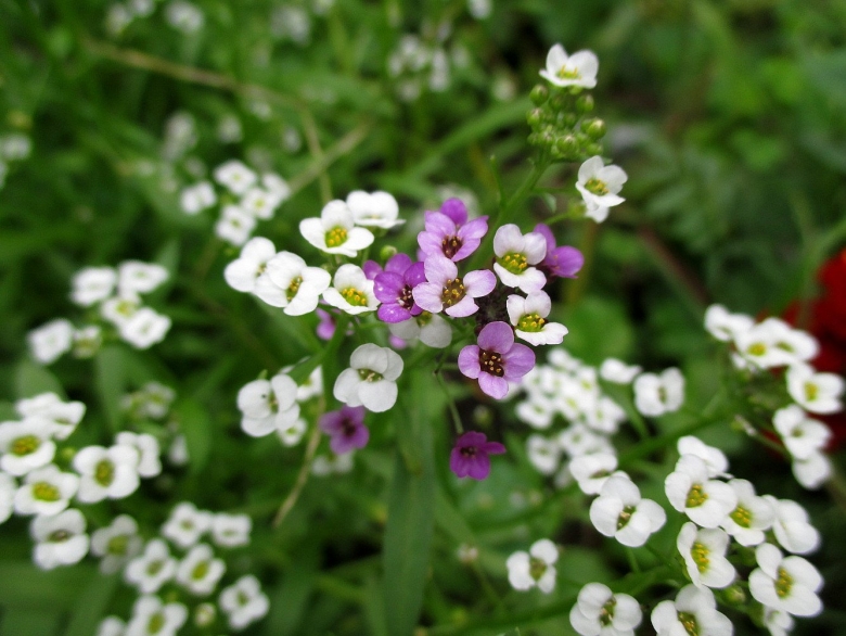 Лобулярия Приморская