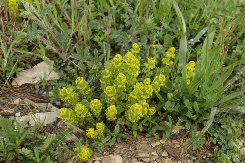 Подмаренник Саурский