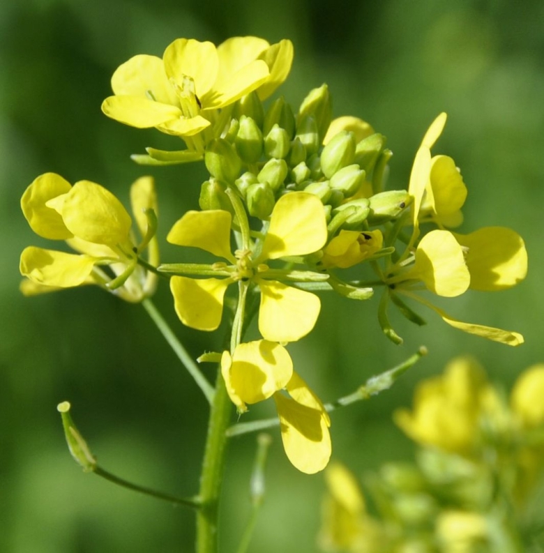 Горчица семейство крестоцветные