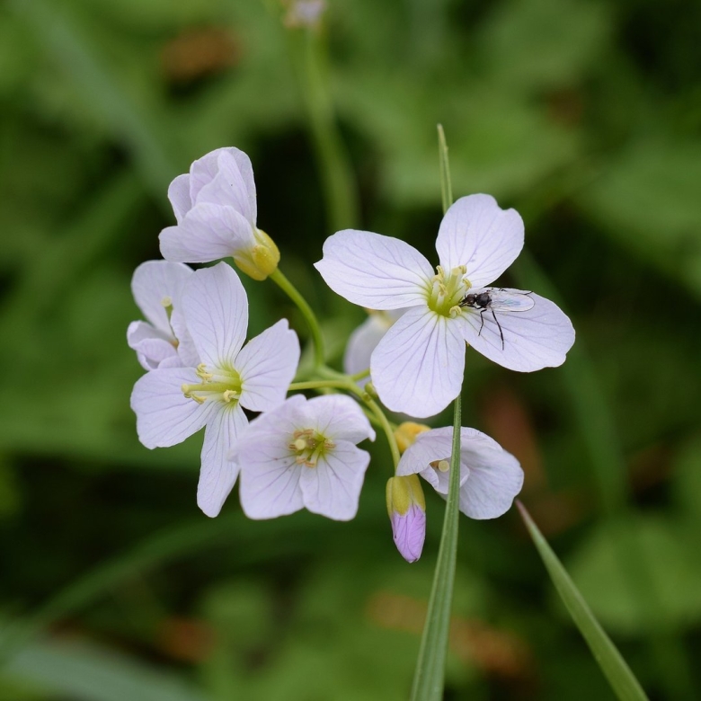 Зонтичные крестоцветные