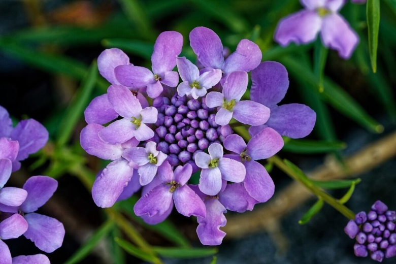 Иберис умбеллата