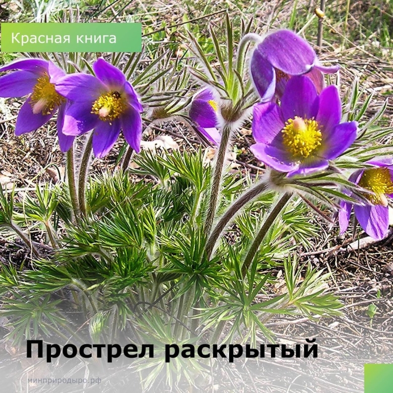 Прострел раскрытый Лютиковые