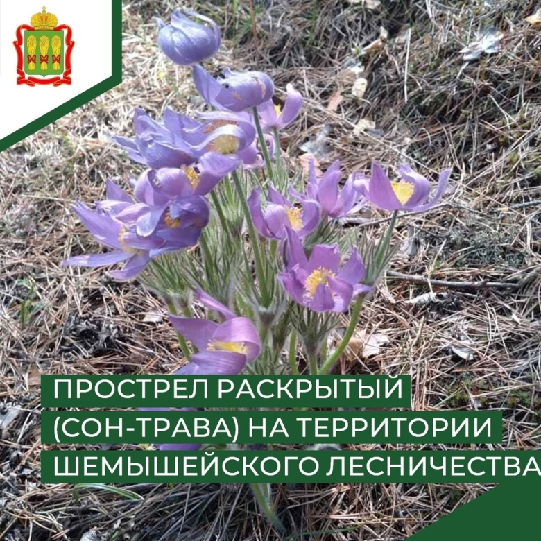 Прострел Крымский красная книга Крыма