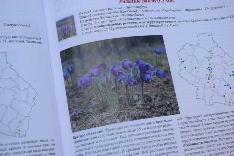 Первоцветы занесенные в красную книгу