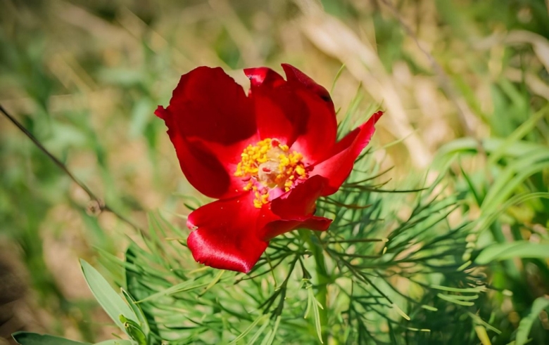 Пион узколистный