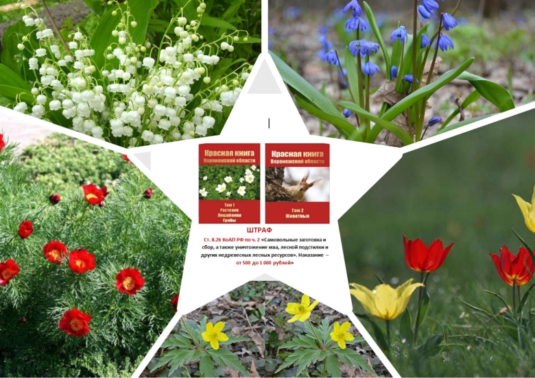 Растения красной книги Воронежской области