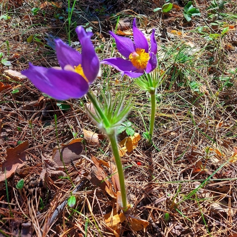 Растения занесенные в красную книгу Кыргызстана