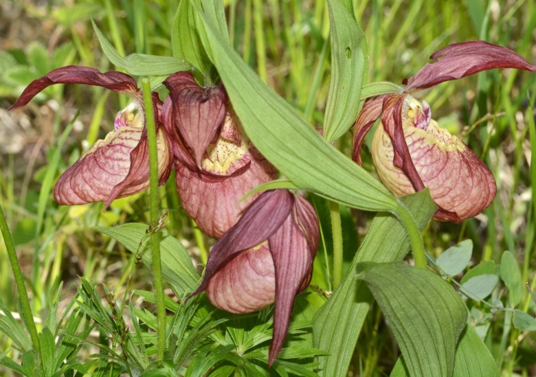 Венерин башмачок Уральский