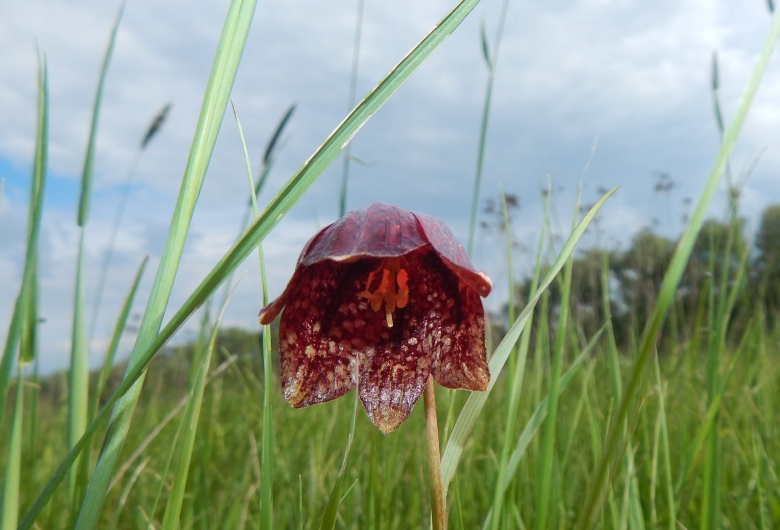 Рябчик шахматовидный