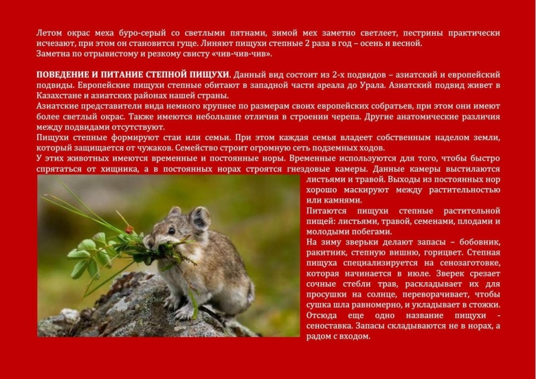 Животные Оренбургской области занесенные в красную