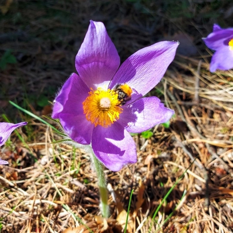 Растения занесенные в красную книгу Кыргызстана