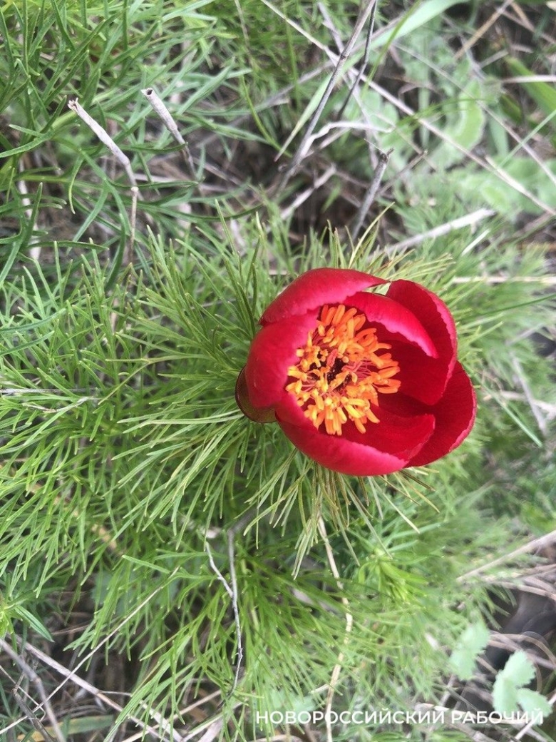 Пион тонколистный воронец