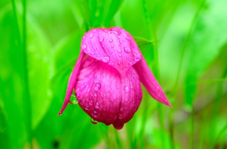 Венерин башмачок крупноцветковый