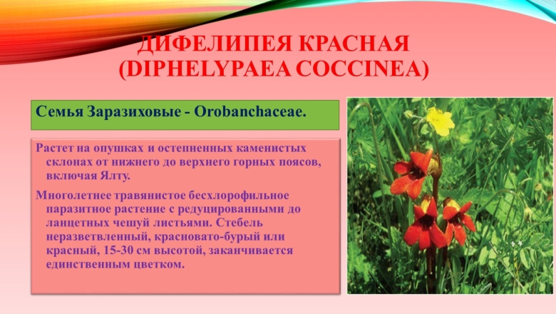 Растения Крыма занесенные в красную книгу