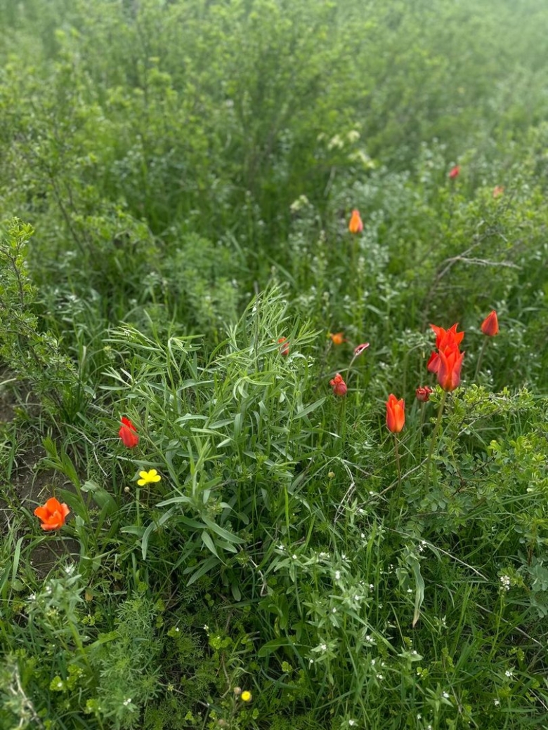 Растения даурского заповедника забайкальского края