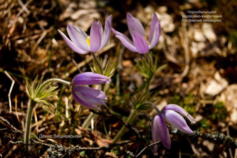 Чернобыль мутации растений