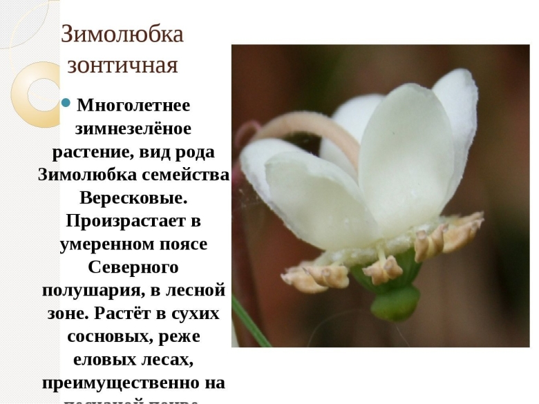 Растение зимолюбка зонтичная