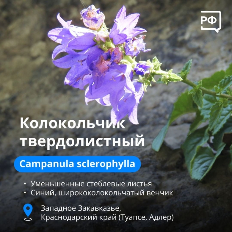 Колокольчик твёрдолистный