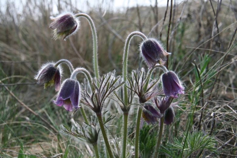 Прострел Луговой