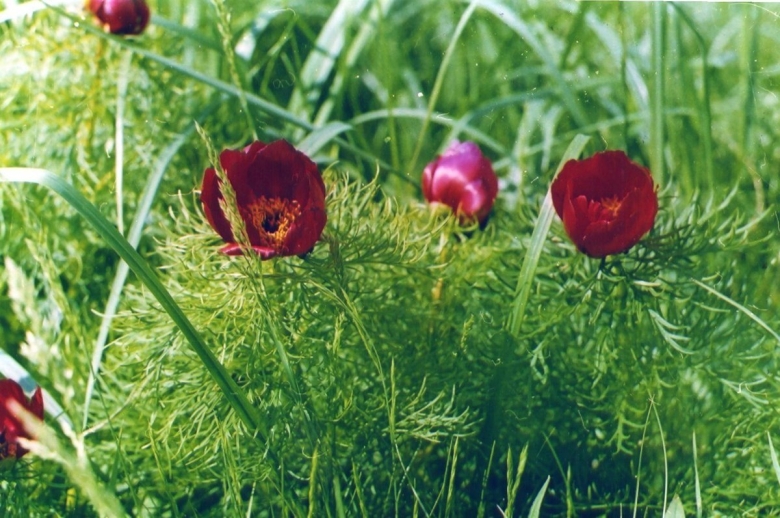 Пион тонколистный желтый