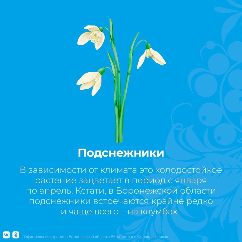 Первоцветы Воронежской области занесенные в красную книгу