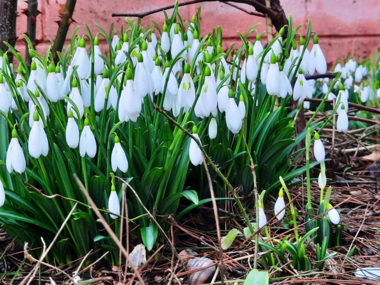 Подснежник галантус