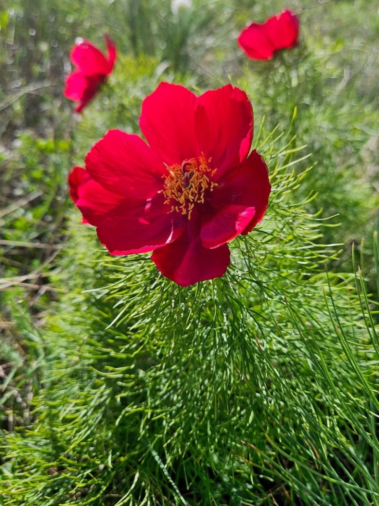 Тонколистный пион