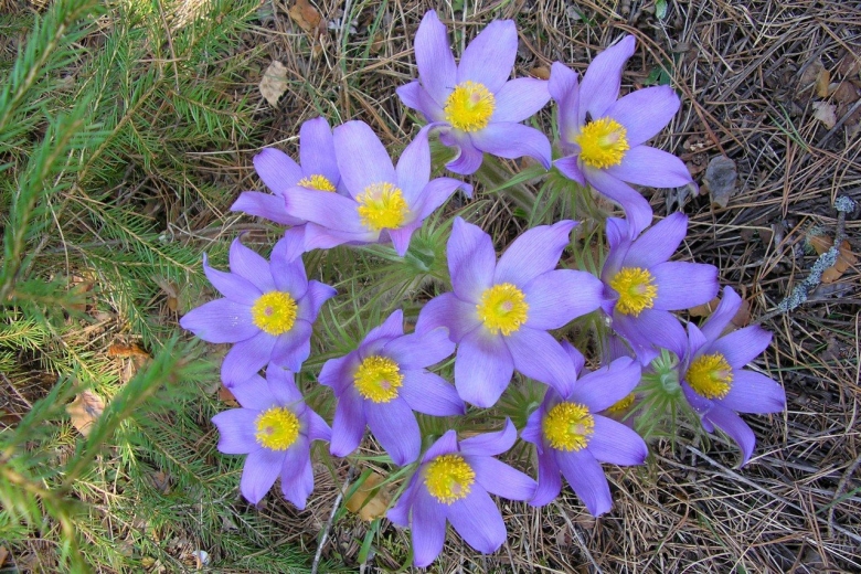 Краснокнижные растения Марий Эл