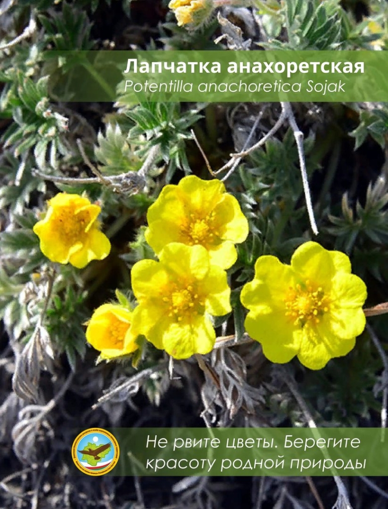 Лапчатка врангелевская на острове Врангеля