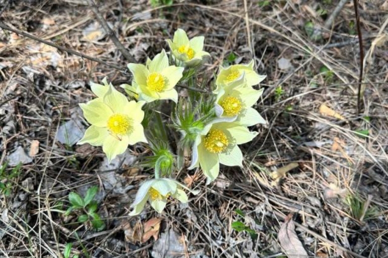 Первоцветы подснежники Уральский