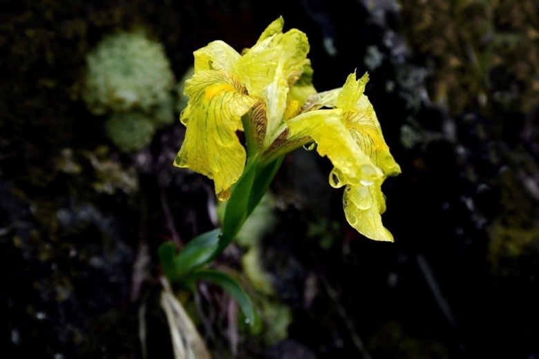 Дикие ирисы Хакасии