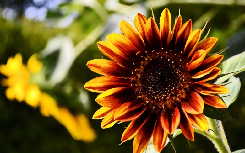 Растение похожее на подсолнух