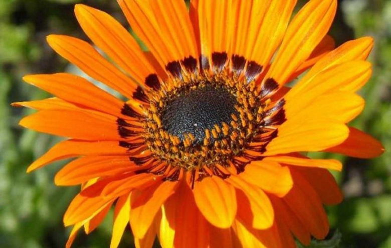 Венидиум пышный