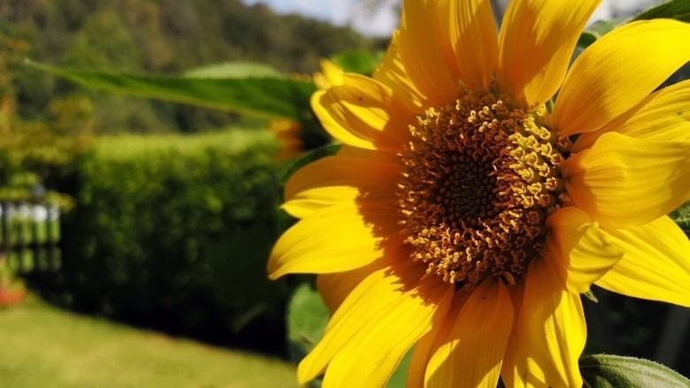 Подсолнухи в саду