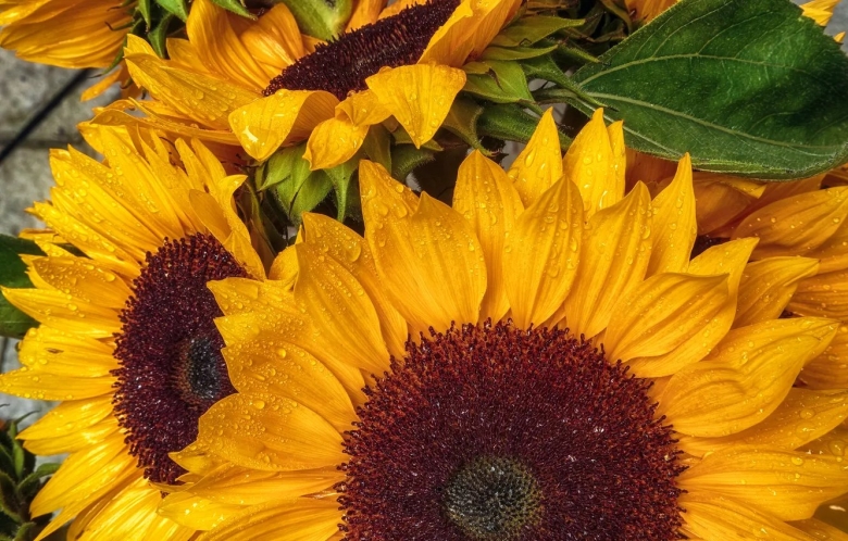 Цветок подсолнух