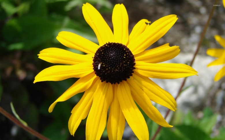 Желтые цветы похожие на подсолнух