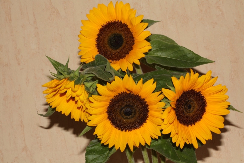 Декоративный подсолнух с несколькими головками