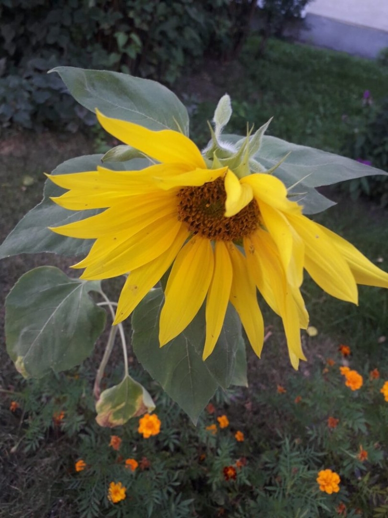 Цветок подсолнечника