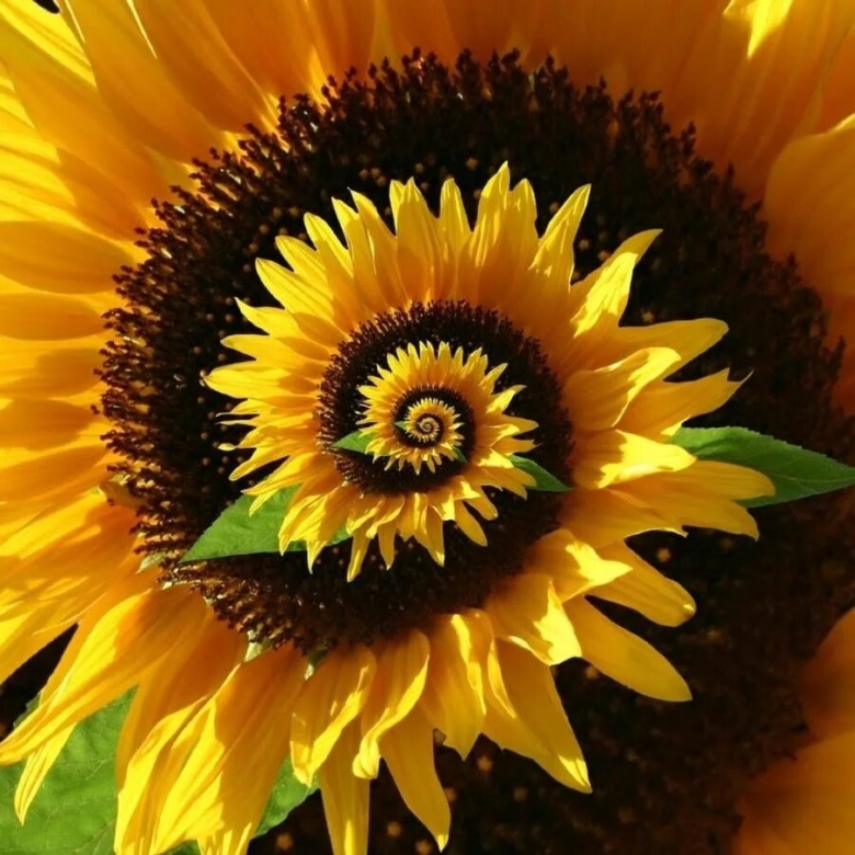 Подсолнечник (helianthus)