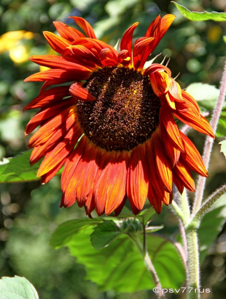 Подсолнечник однолетний