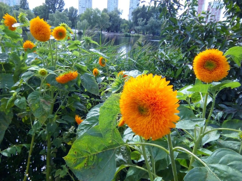 Декоративные Подсолнухи в саду