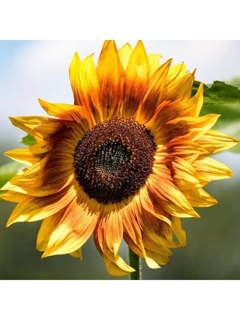 Декоративный подсолнух