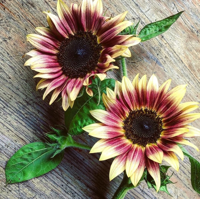 Цветы похожие на Подсолнухи название