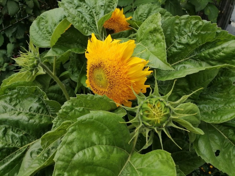 Подсолнечник декоративный