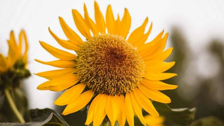 Подсолнух картинка