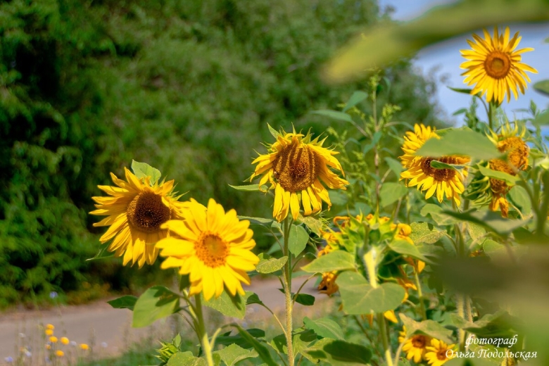 Цветы похожие на Подсолнухи название