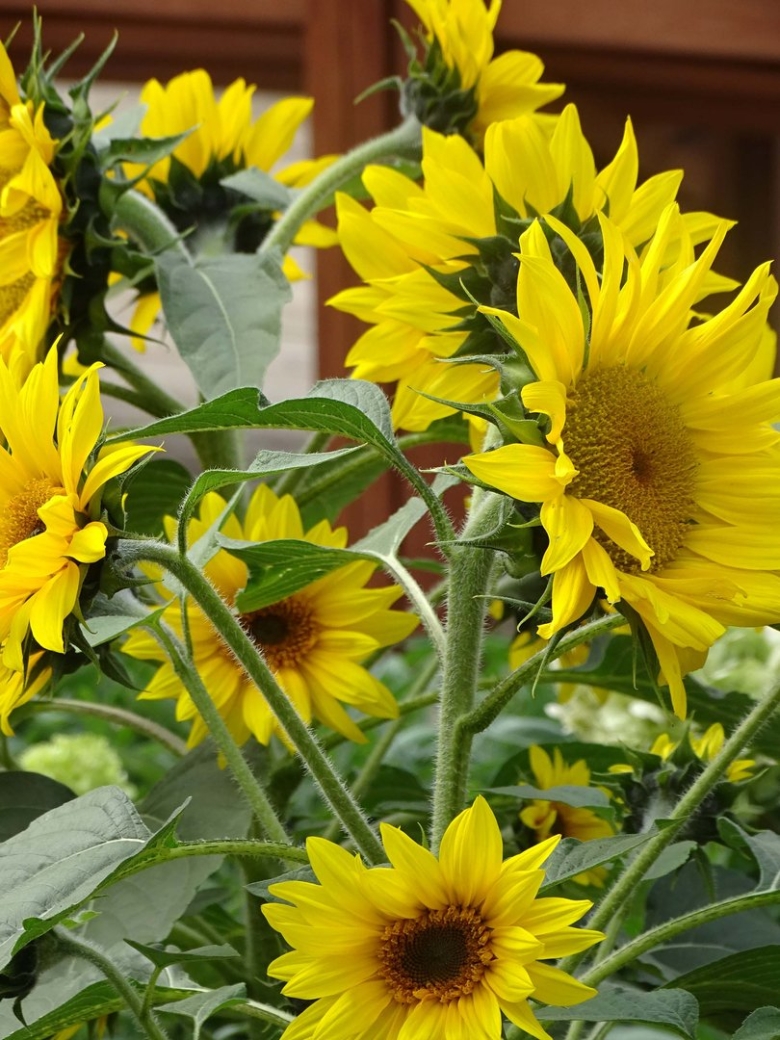 Цветы похожие на подсолнух