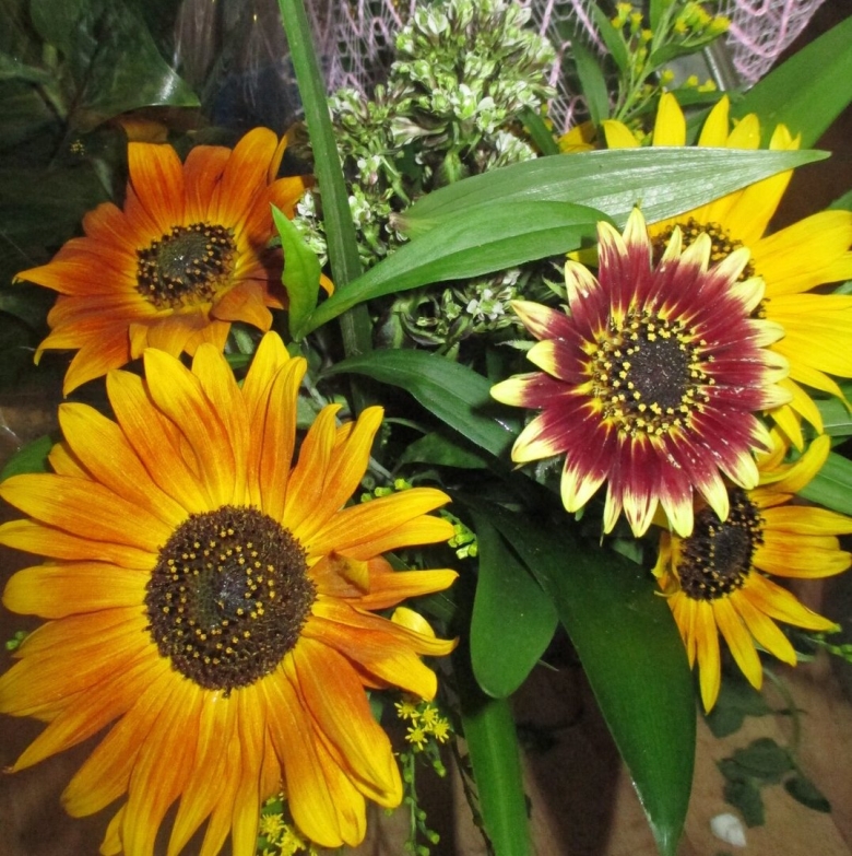 Подсолнечник десятилепестный