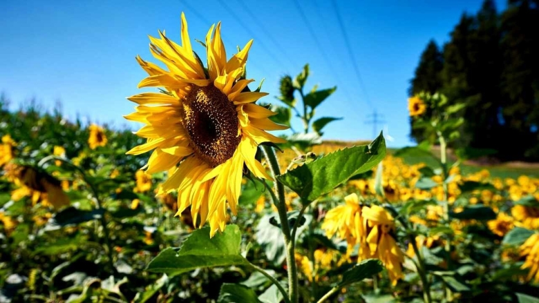 Родина подсолнуха