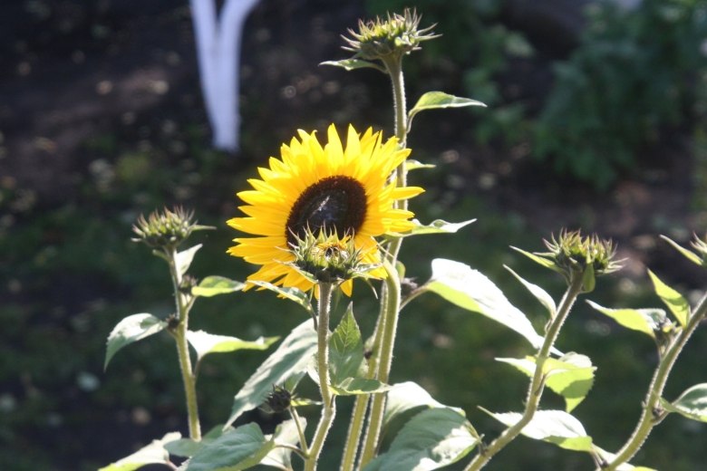 Подсолнечник лемон квин